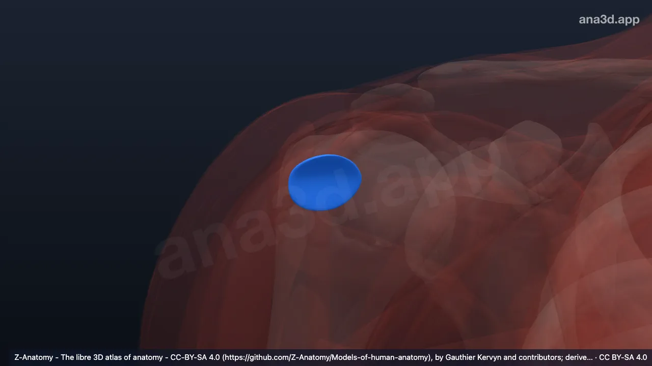 Model 3D: Bursa subtendinea otot infraspinatus kanan