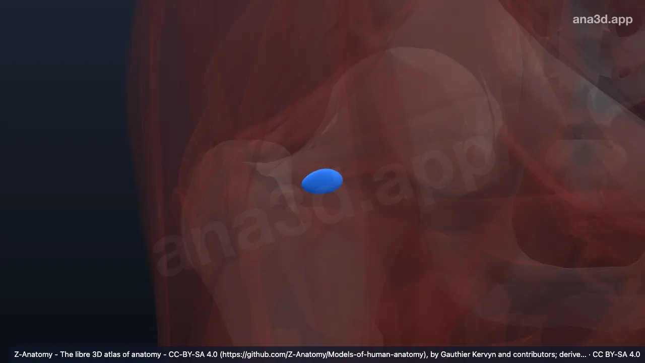 Modelo 3D: Bolsa subtendinosa del músculo obturador interno derecho
