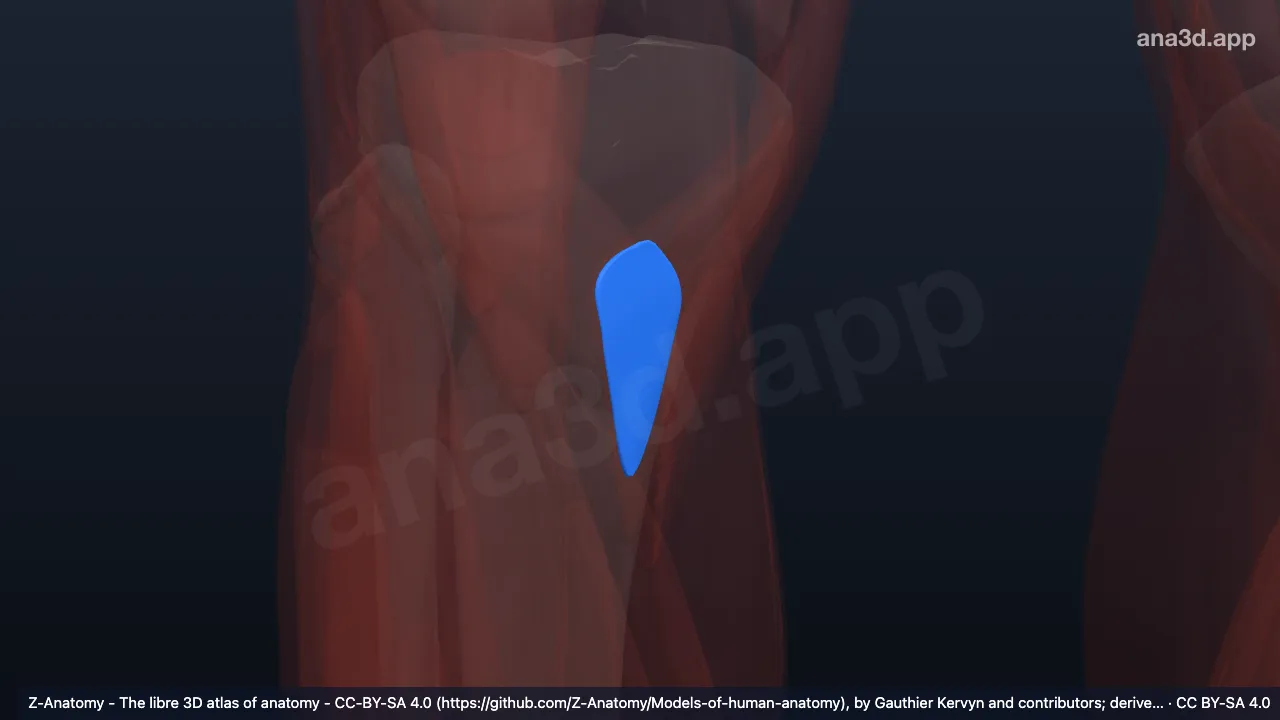 Model 3D: Bursa subtendinea sartorius kanan