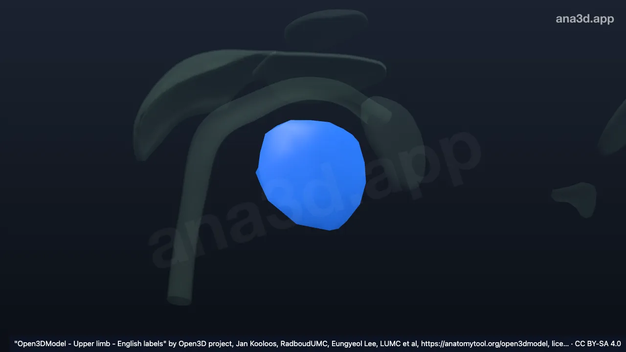 Modelo 3D: Bolsa subtendínea do músculo subescapular direito