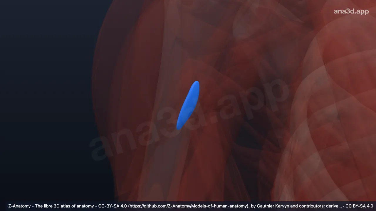 Model 3D: Bursa subtendinea teres mayor kanan