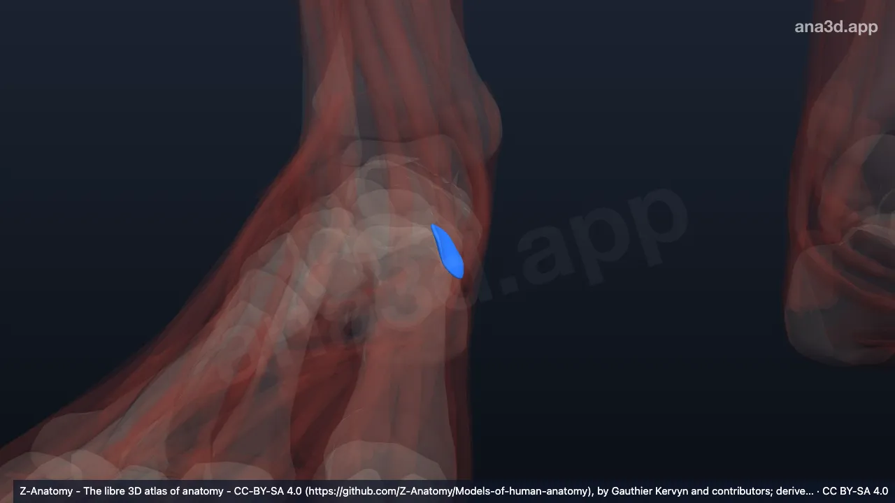 Model 3D: Bursa subtendinea tibialis anterior kanan
