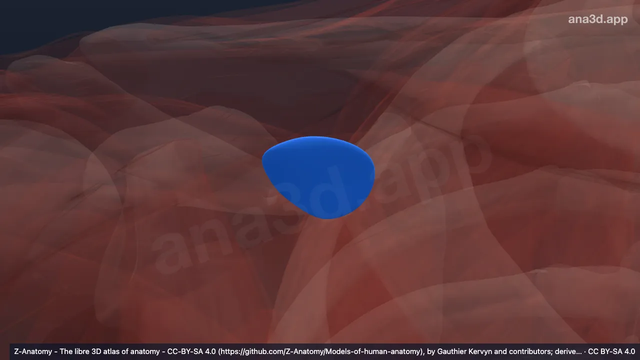Modelo 3D: Bolsa subtendinosa del músculo trapecio derecho