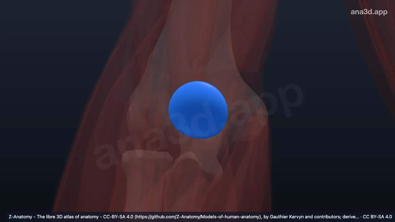Model 3D: Bursa subtendinea triseps brakii kanan