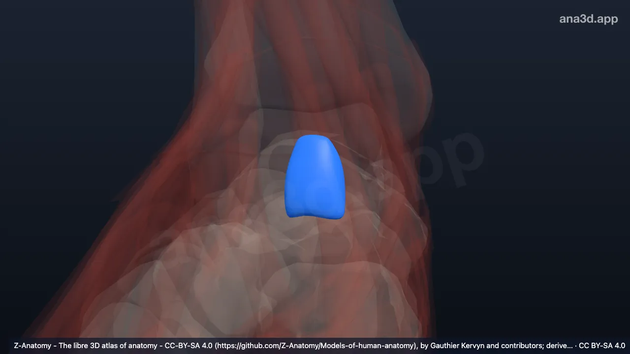 Modelo 3D: Bolsa calcánea subtendinosa derecha