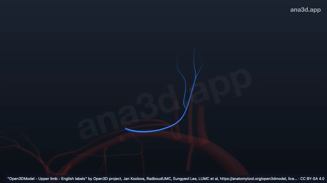 3D 모델: 오른쪽 목가로동맥의 얕은가지