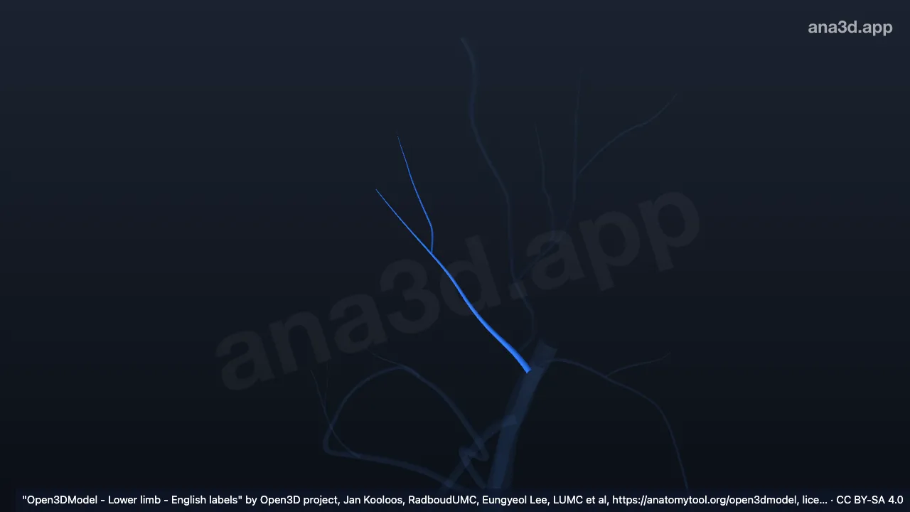 3D 模型：右旋髂浅静脉