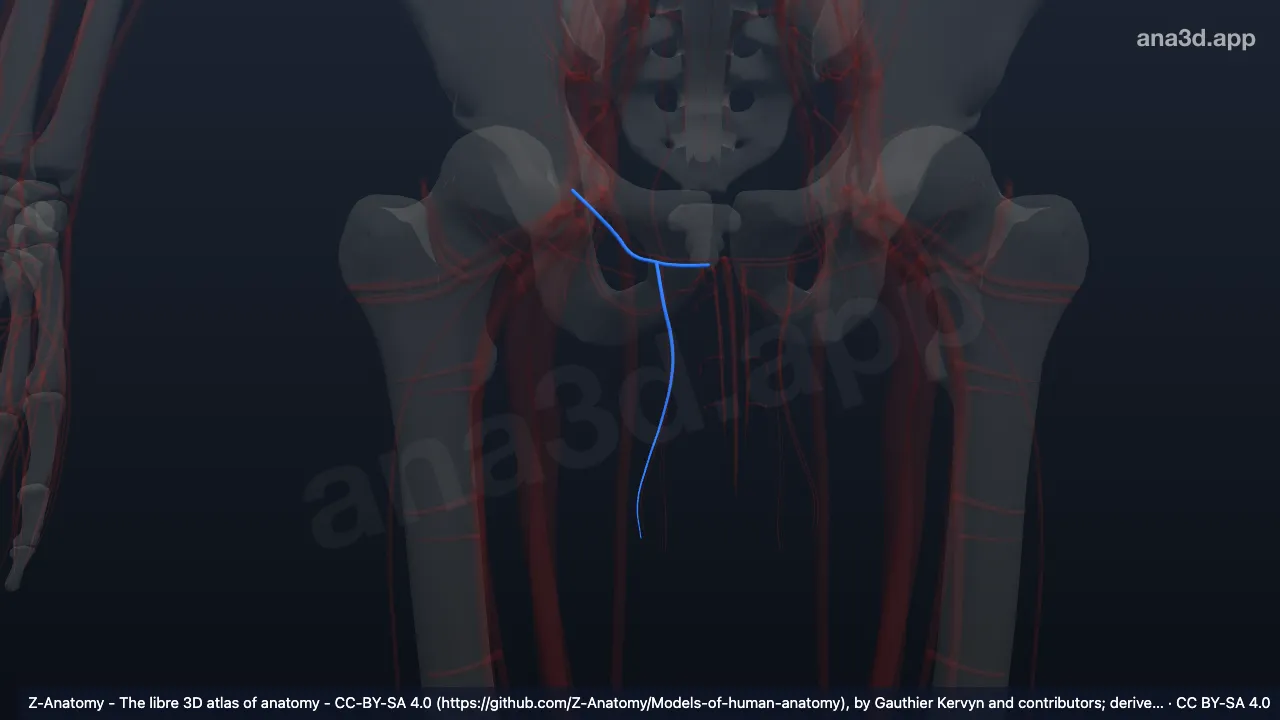 Model 3D: Arteri pudenda eksterna superfisialis kanan