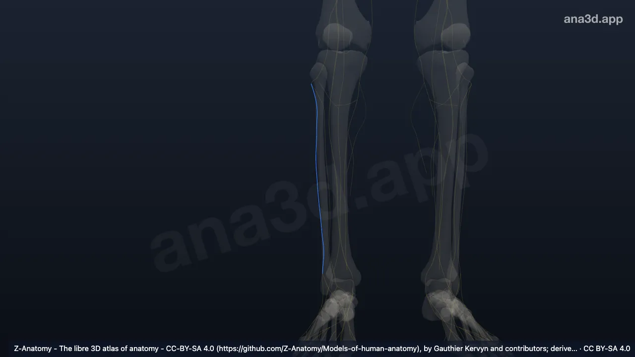 3D model: right superficial fibular nerve