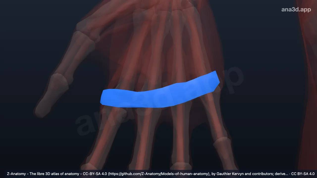 Modelo 3D: Ligamento metacarpiano transverso superficial derecho