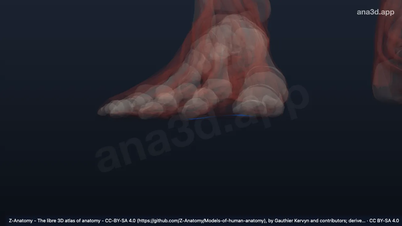 Modelo 3D: Ligamento metatarsal transverso superficial direito