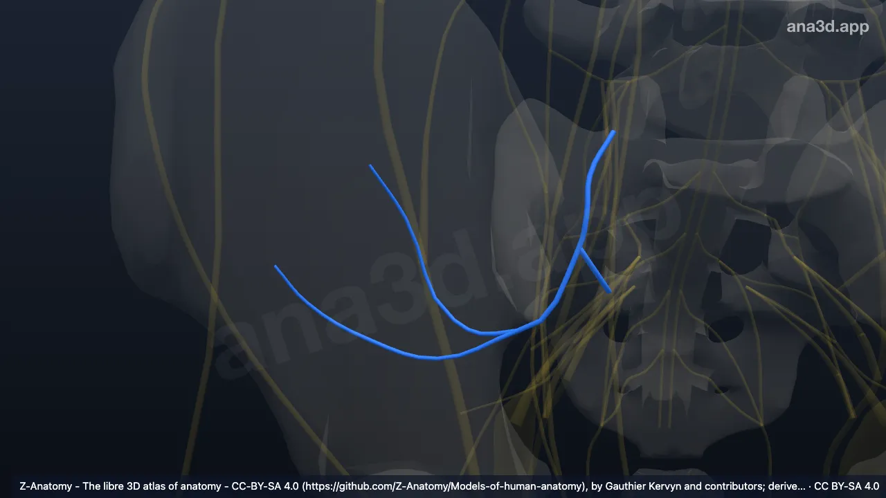 3D model: right superior gluteal nerve