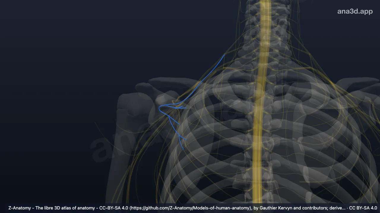 Modelo 3D: Nervio supraescapular derecho