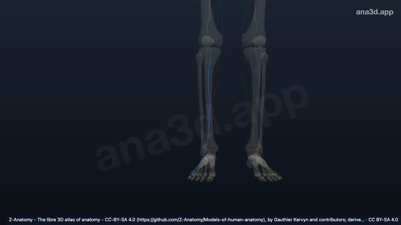 3D model: right sural nerve