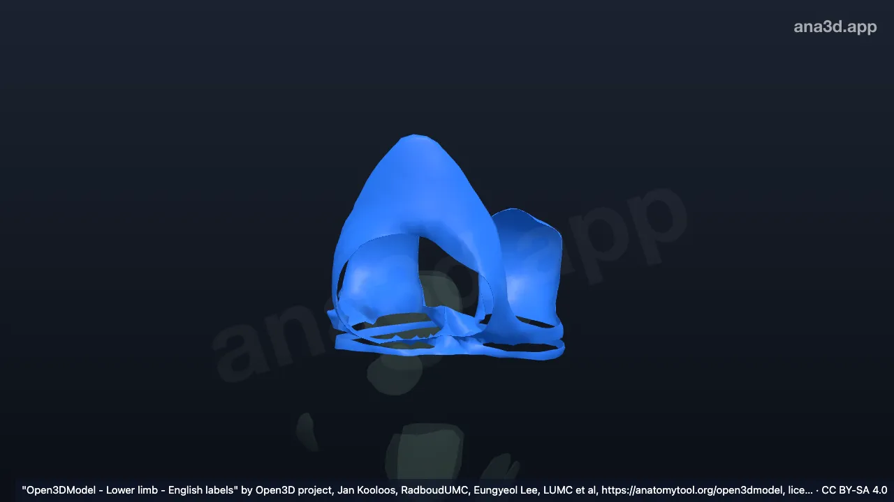 Mô hình 3D: Các màng hoạt dịch khớp gối phải