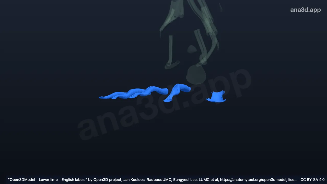 Modelo 3D: Bainhas sinoviais dos dedos do pé direito