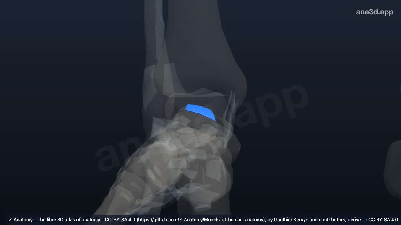 3D model: right talonavicular ligament