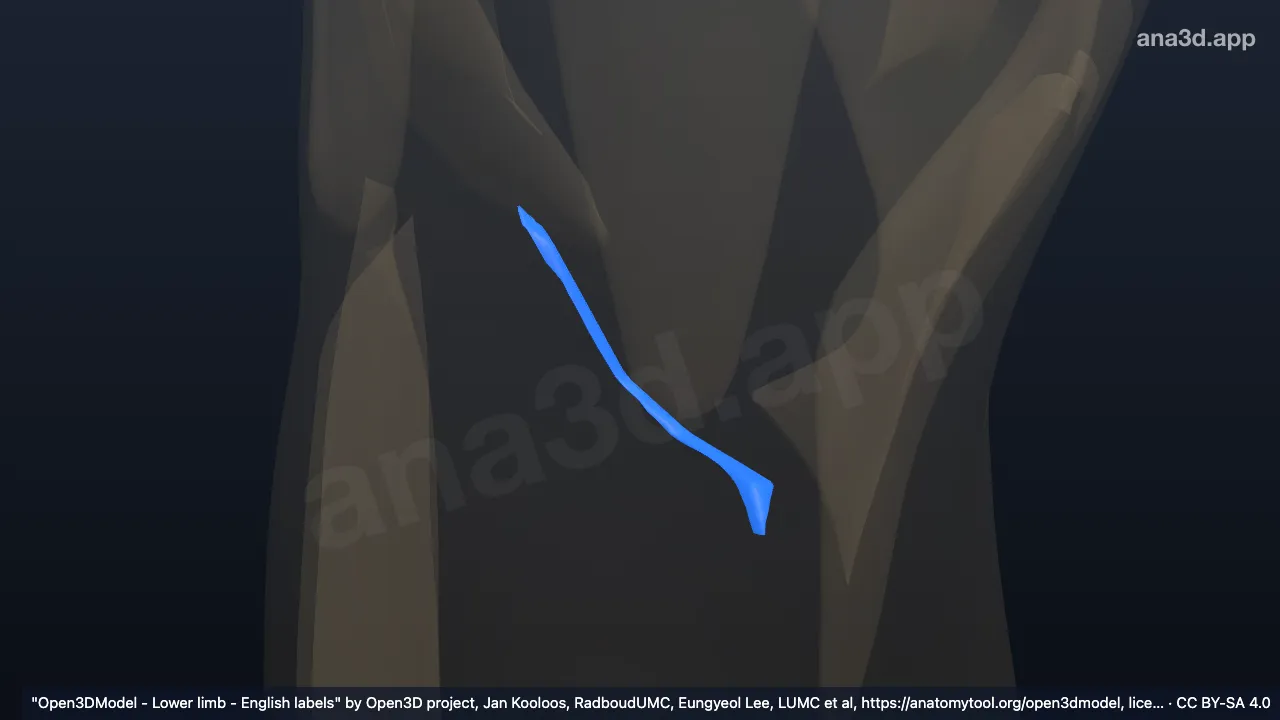 Model 3D: Arkus tendineus otot soleus kanan