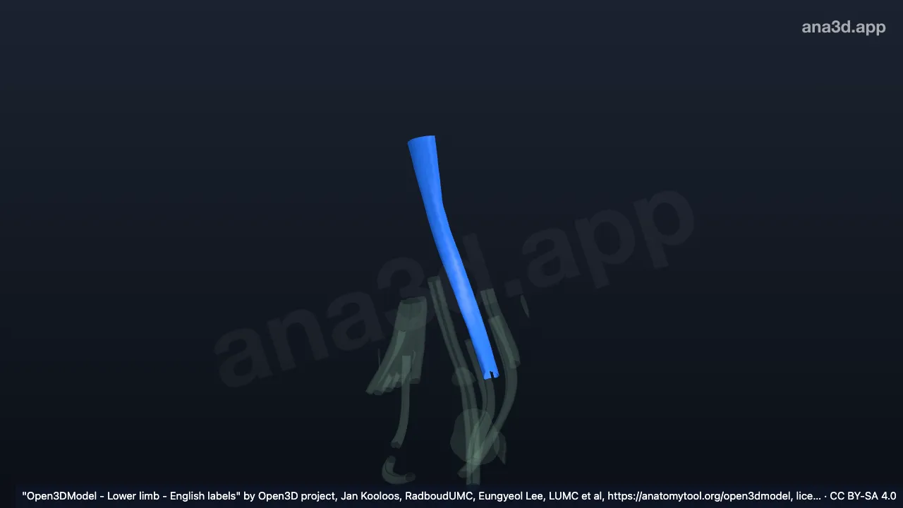 Modelo 3D: Bainha do tendão do tibial anterior direito