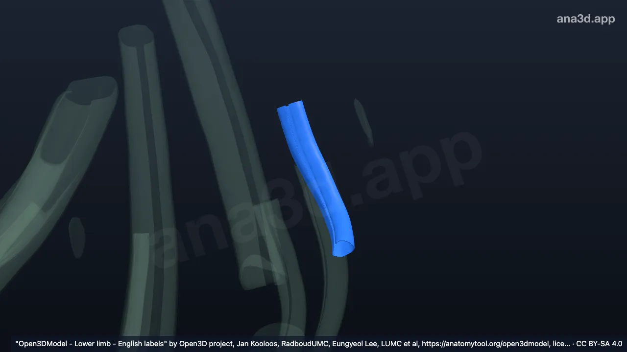 3D 模型：右胫骨后肌腱鞘