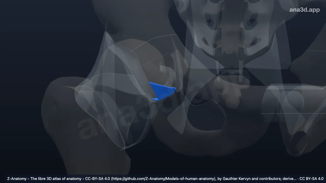 3D model: right transverse acetabular ligament