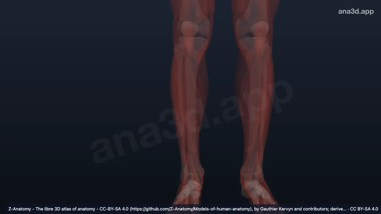 3D 模型：右小腿横肌间隔