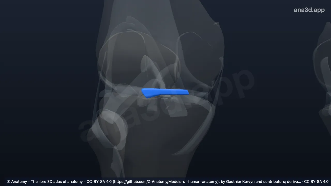 3D model: right transverse ligament of knee