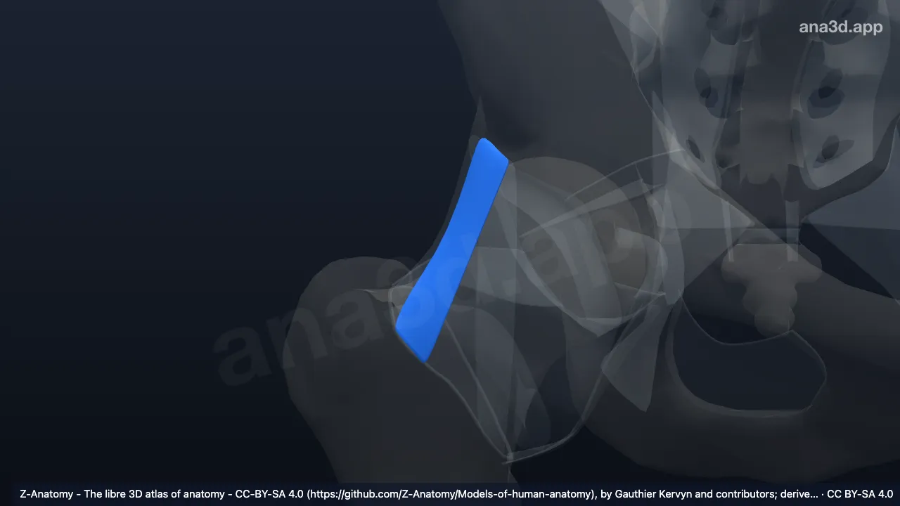 Model 3D: Bagian transversa ligamen iliofemorale kanan