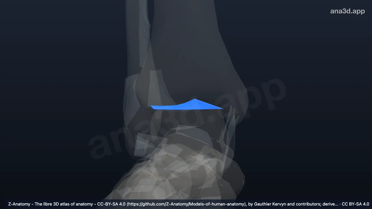 3D 模型：右胫腓横韧带