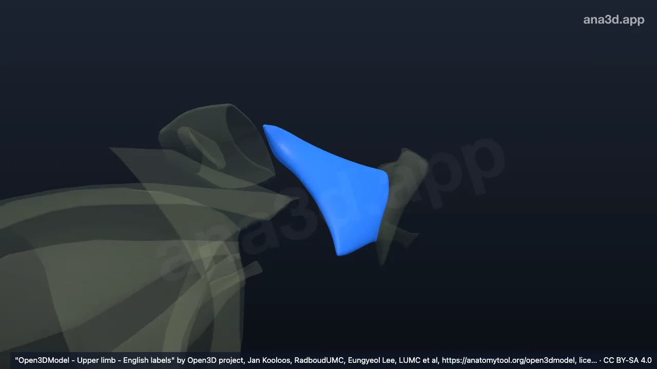 3D 模型：右斜方韧带