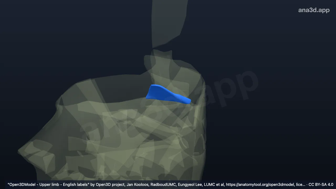 3Dモデル：右三角線維軟骨円板