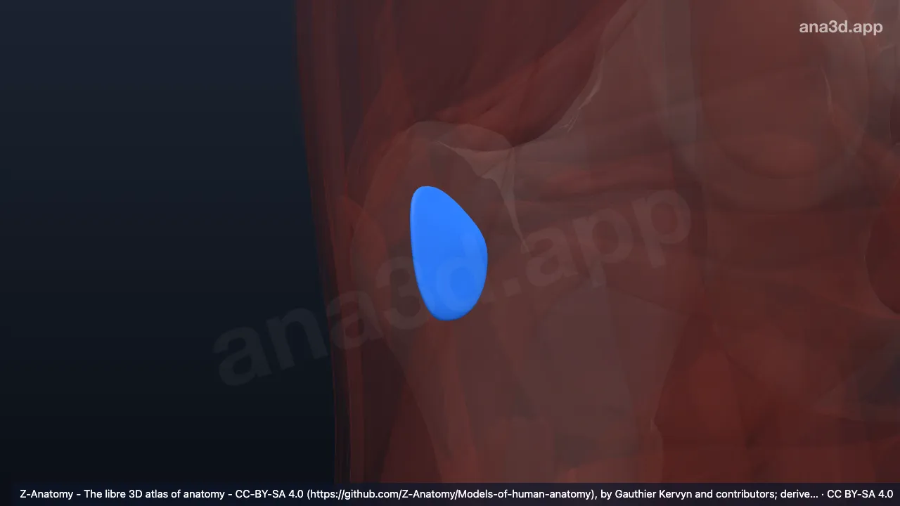 Model 3D: Bursa trokanterika gluteus maksimus kanan