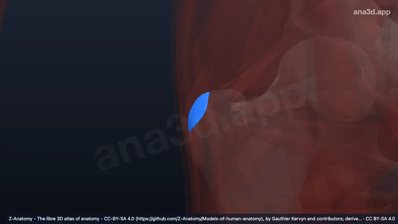 Model 3D: Bursa trokanterika gluteus minimus kanan