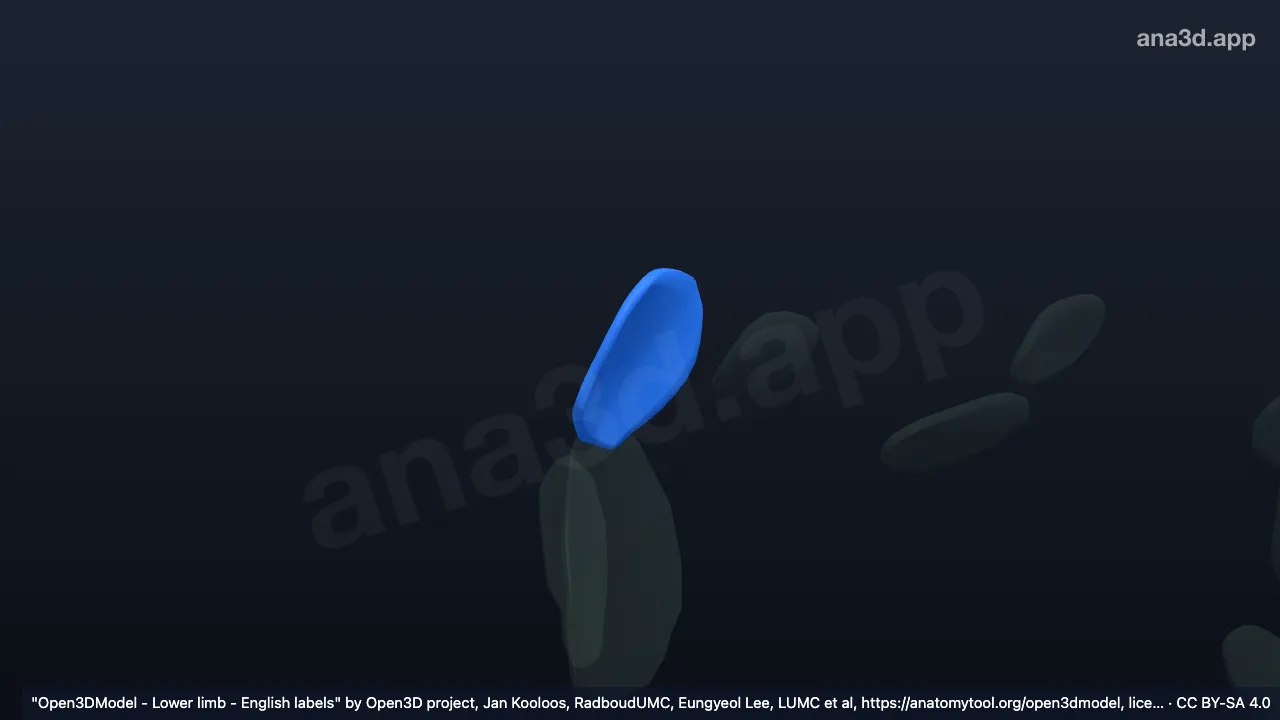 Model 3D: Bursa-bursa trokanterika gluteus medius kanan
