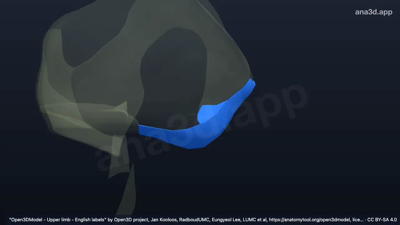3D model: right ulnar collateral ligament of elbow