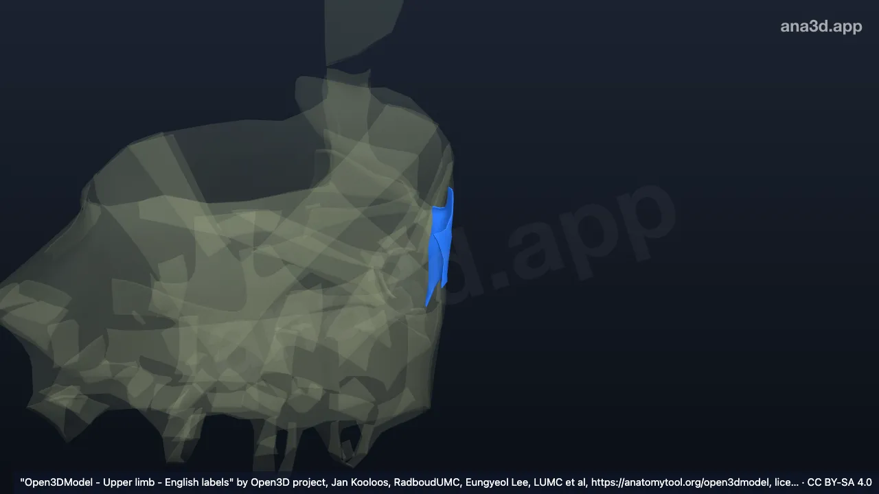 Modelo 3D: Ligamento colateral ulnar de la muñeca derecha