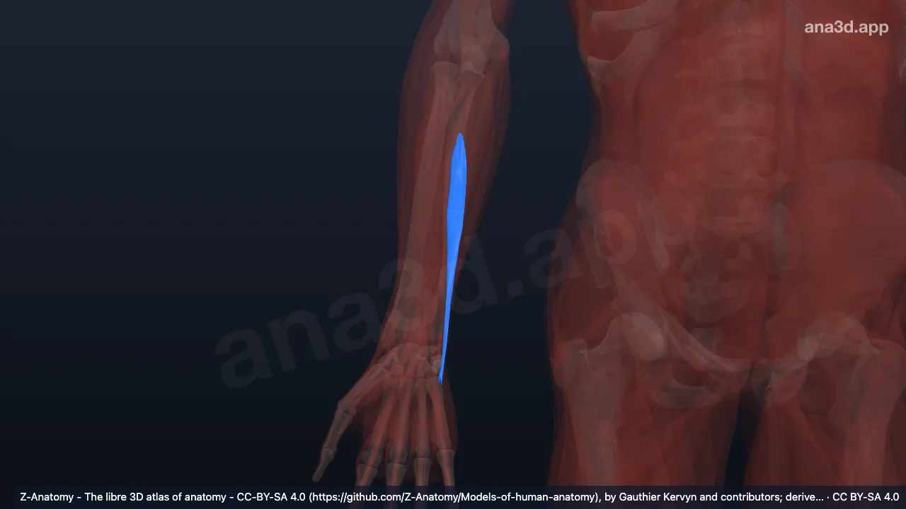 3D 模型：右尺侧腕伸肌尺骨头