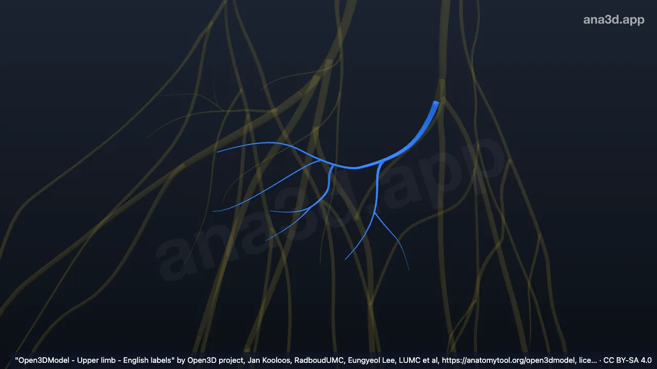 3D model: right ulnar nerve Deep branch