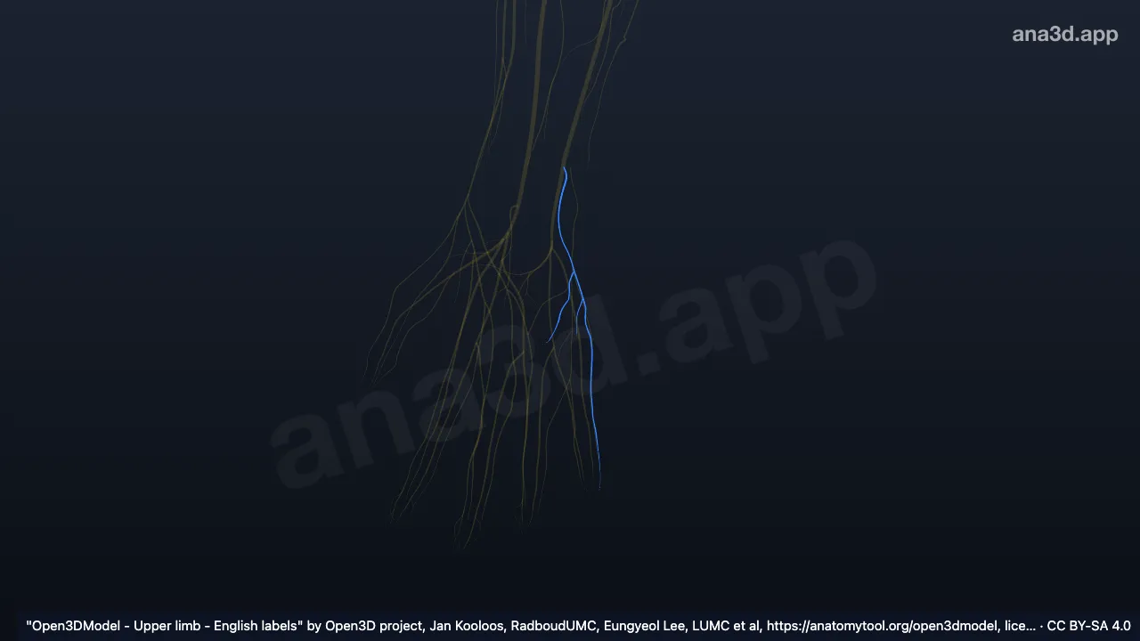 Model 3D: Cabang kutaneus palmaris saraf ulnaris kanan
