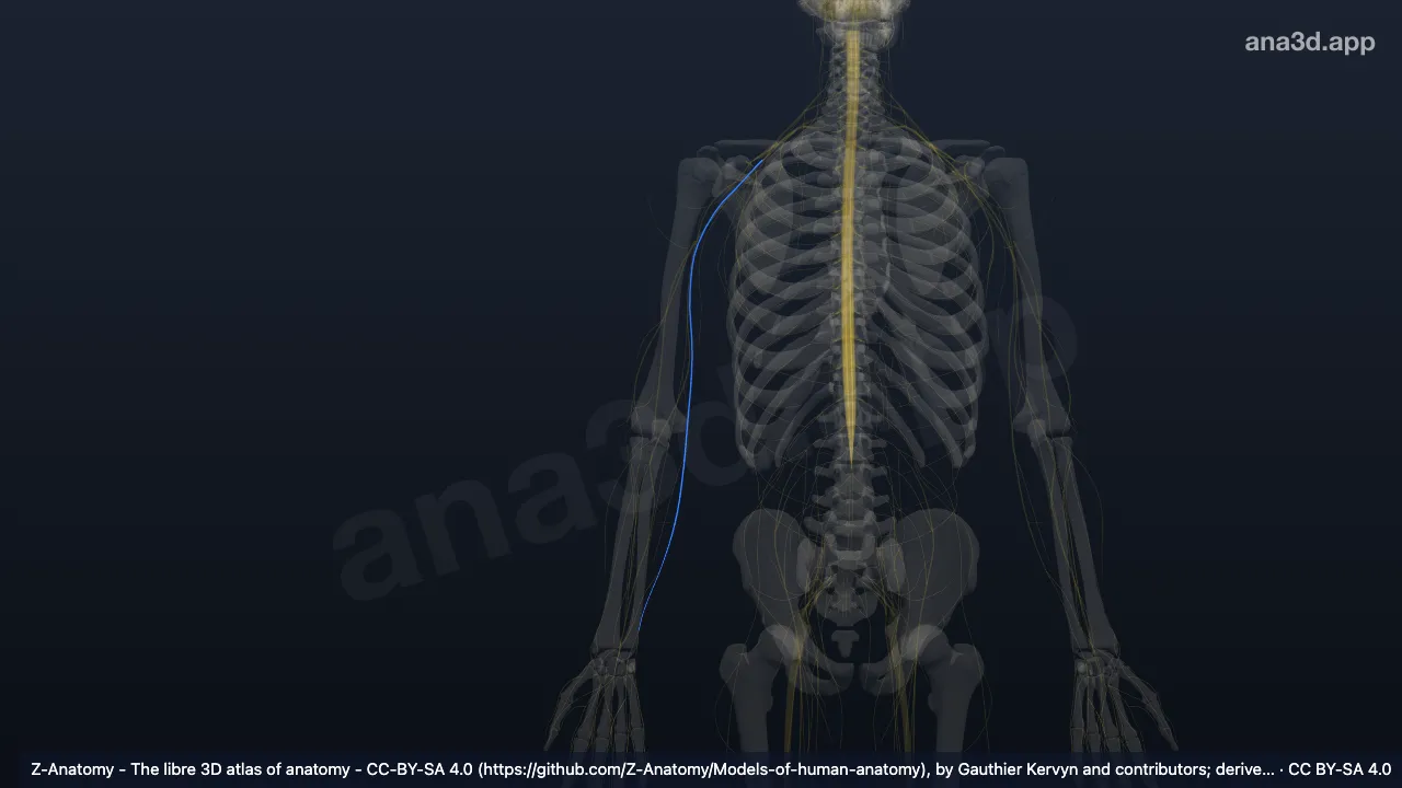 3D model: right ulnar nerve