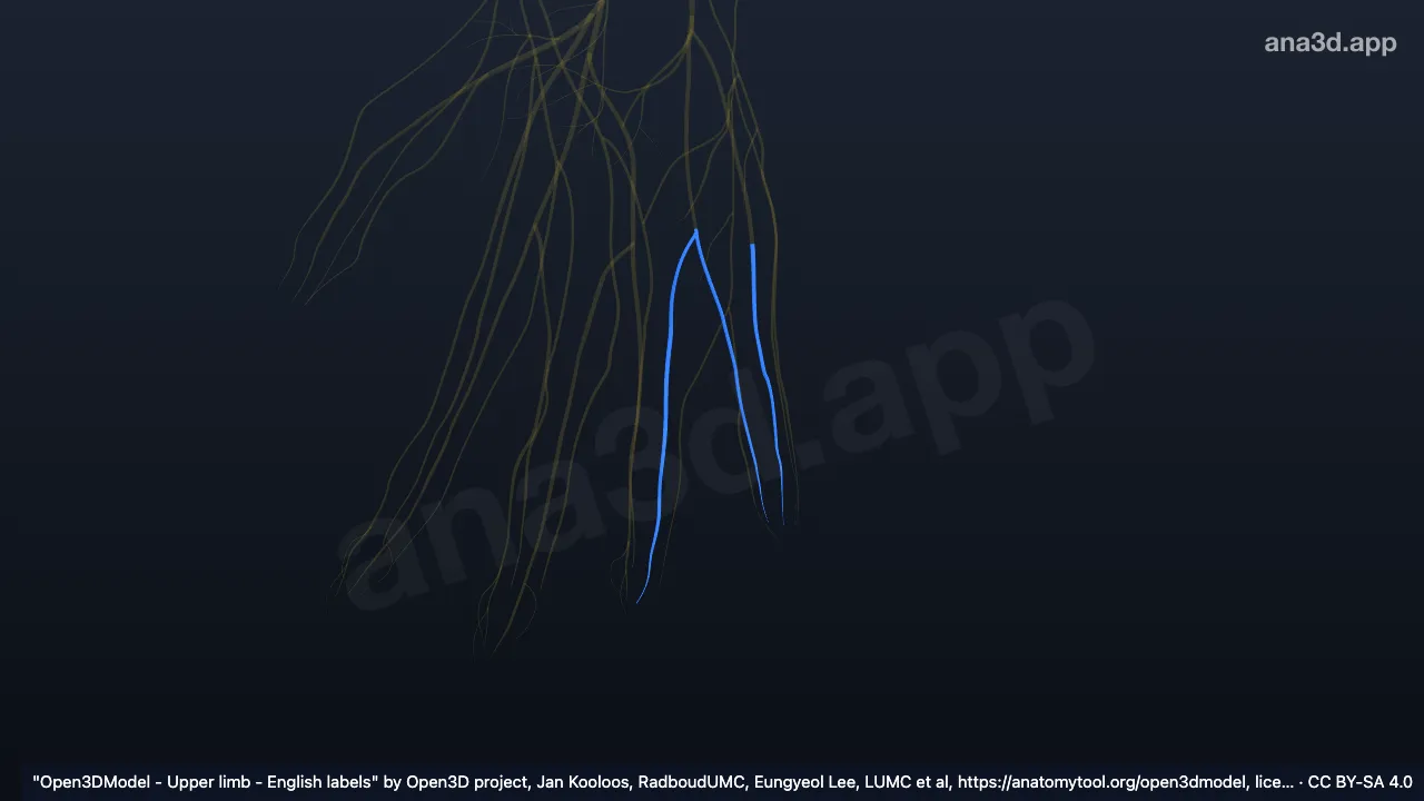 3D 模型：右尺神经浅支指掌侧固有神经