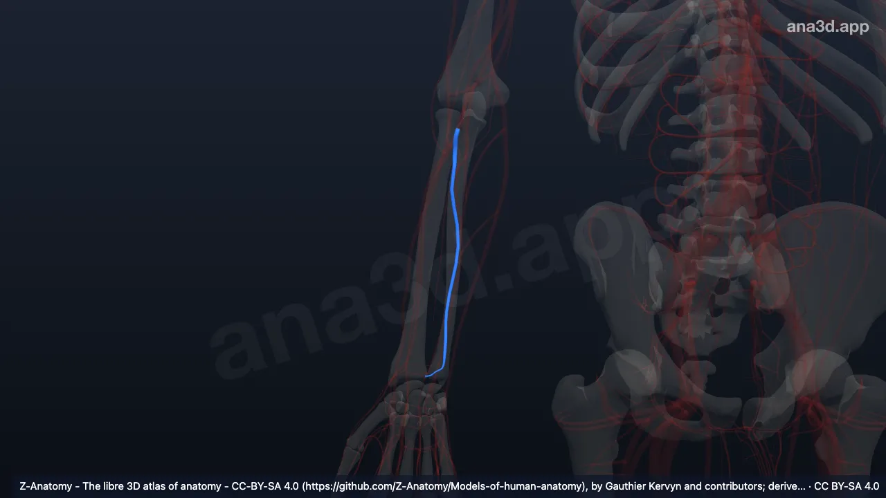 Mô hình 3D: Các tĩnh mạch trụ phải