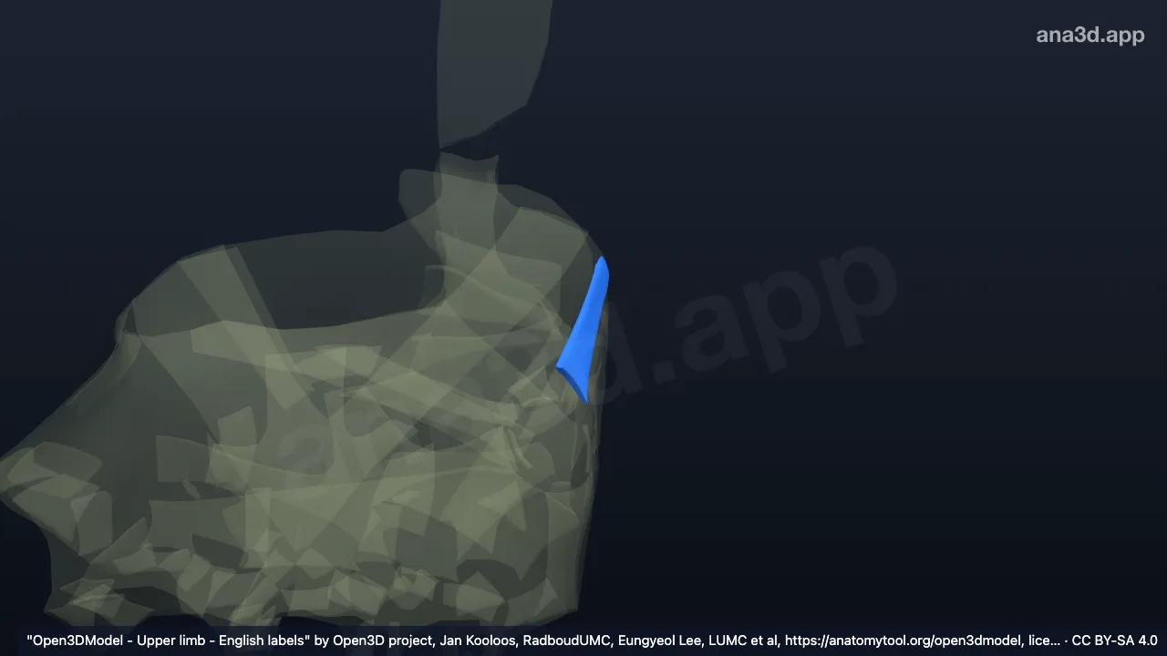 3D 模型：右尺豆韧带