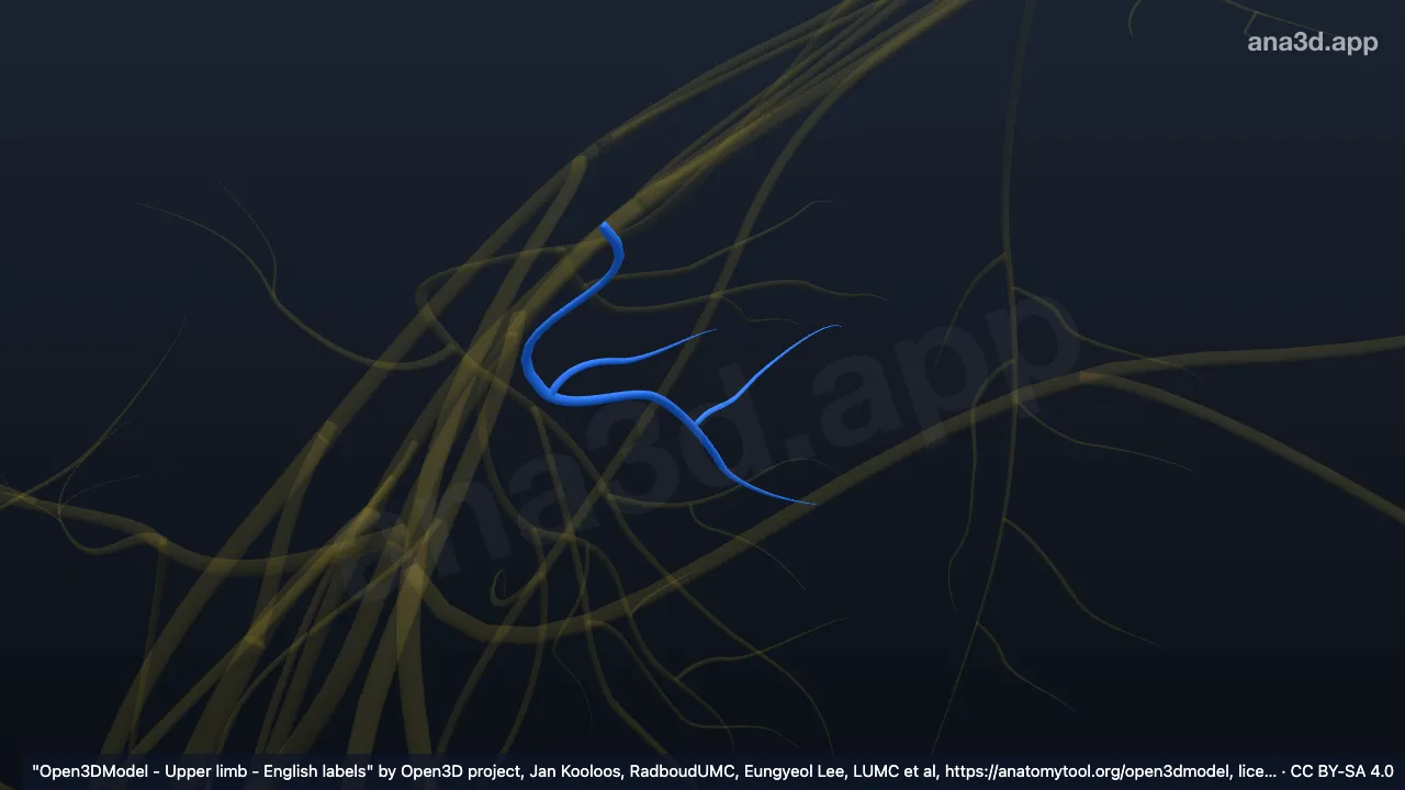 Modelo 3D: Nervo subescapular superior direito