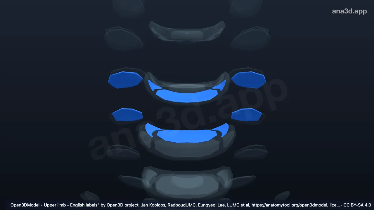 3D 모델: C5 척추뼈 관절연골