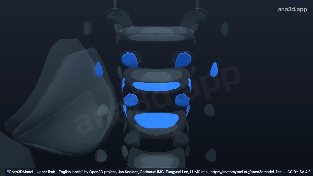 3D 模型：T3椎骨关节软骨