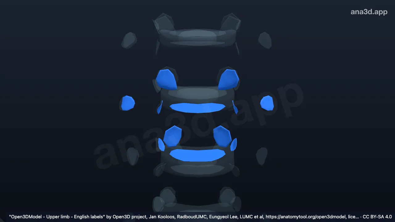 3D 모델: T5 척추뼈 관절연골