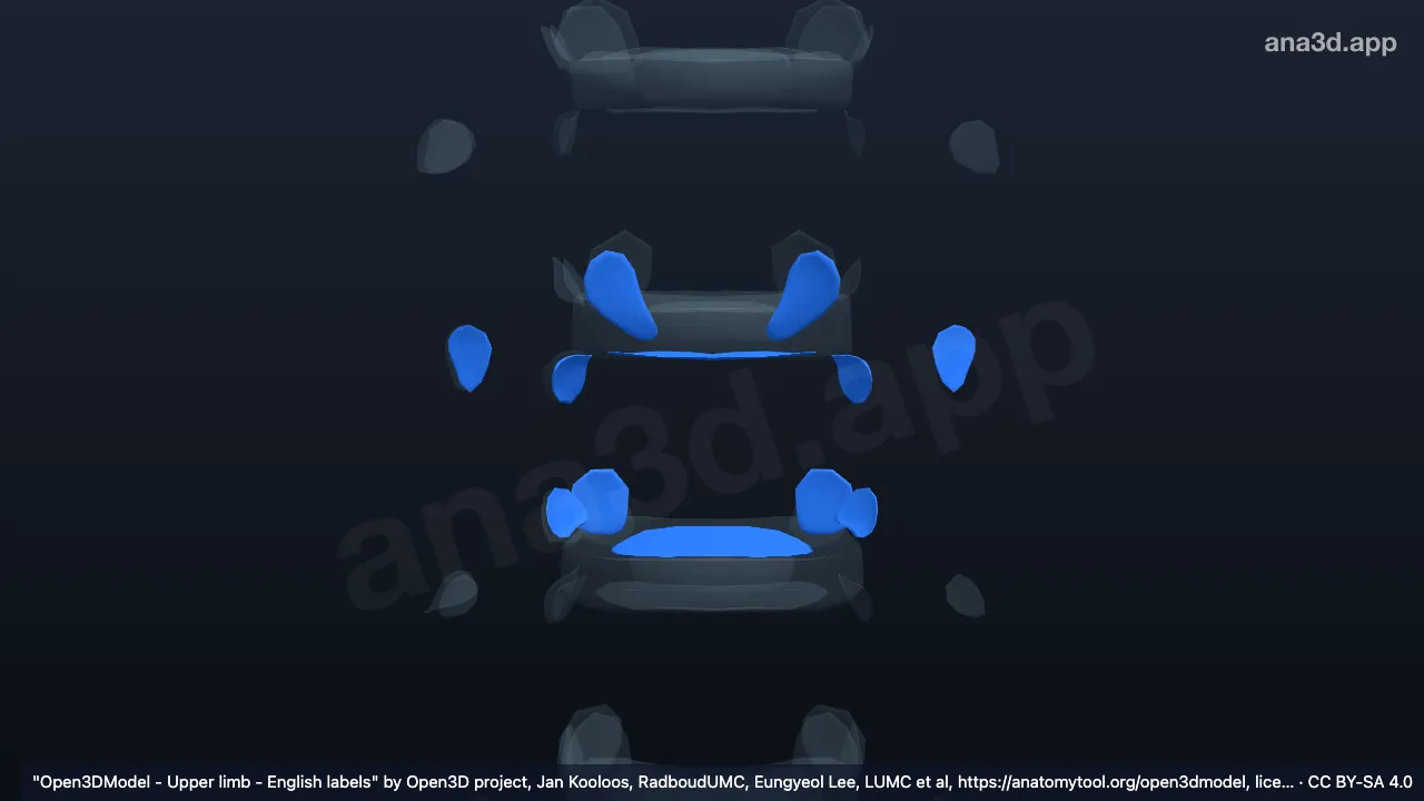 3D 模型：T6椎骨关节软骨