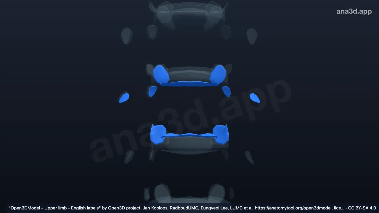 3D 模型：T7椎骨关节软骨