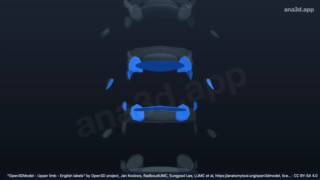 3D 模型：T8椎骨关节软骨